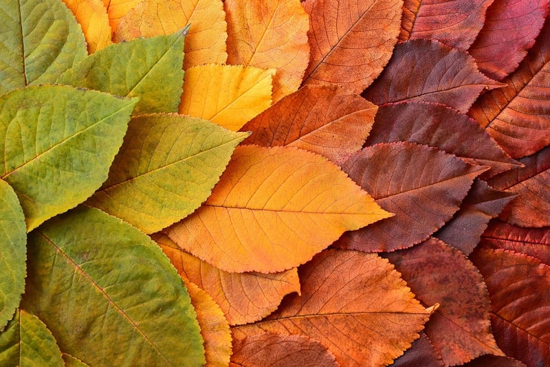 Botanical Transformations