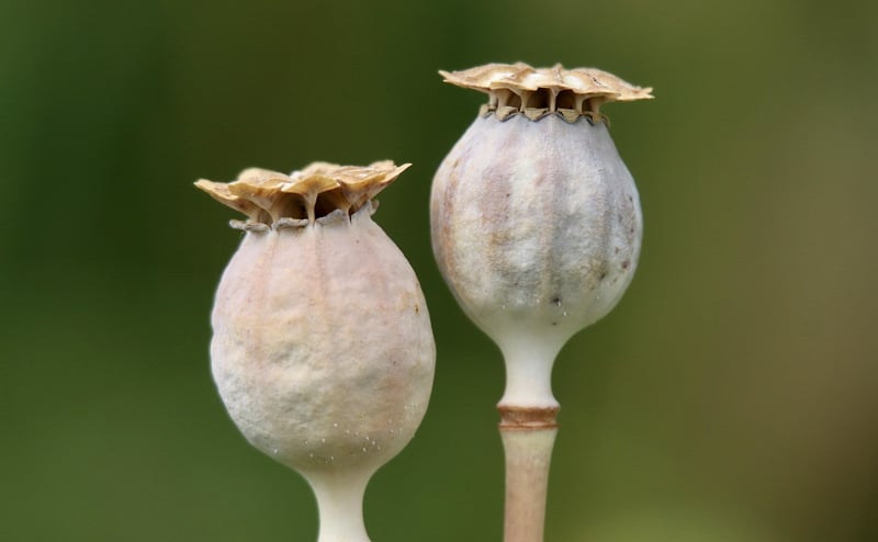 Magic Seeds